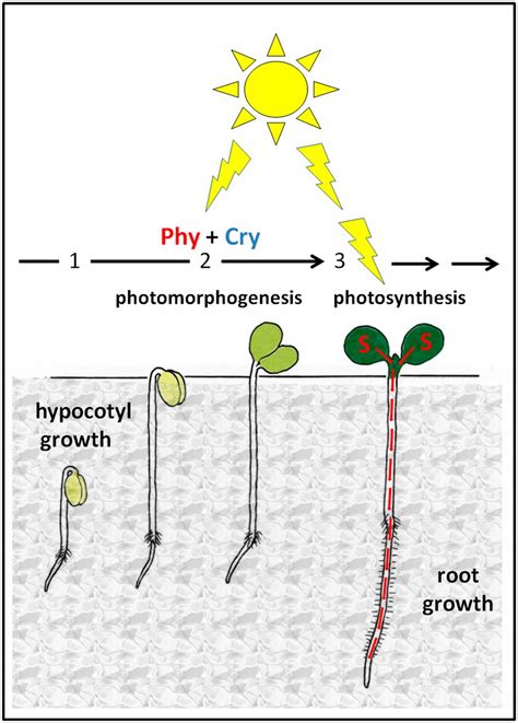 Photosynthetic Sucrose Acts As Cotyledon Derived Long Distance Signal