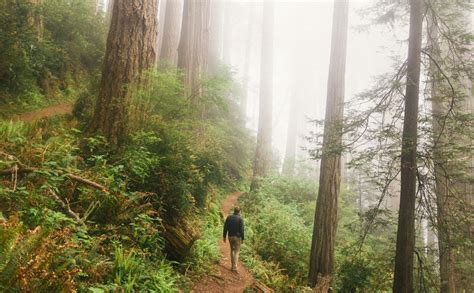 Enchanted Forest: 7 Camping Destinations for Magical Forest Fun