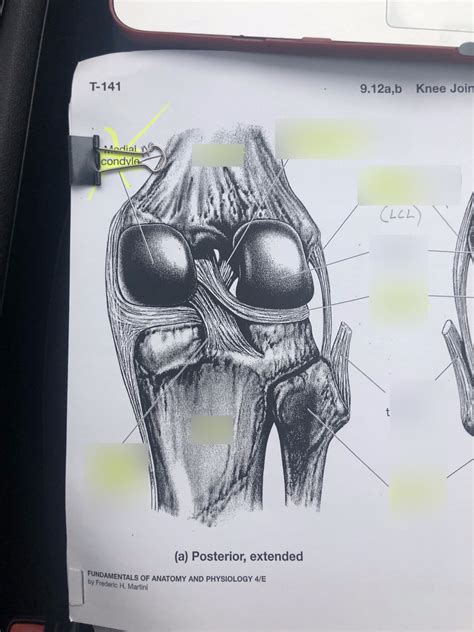 Anatomy Knee Joint Posterior Diagram Quizlet