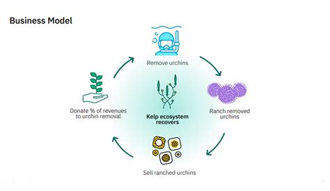 Urchinomics Restoring Kelp Forests Through Responsible Urchin Ranching