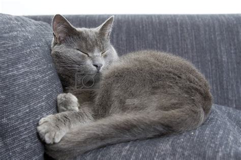 Gray Cat On A Sofa By Ctacik Vectors And Illustrations Free Download