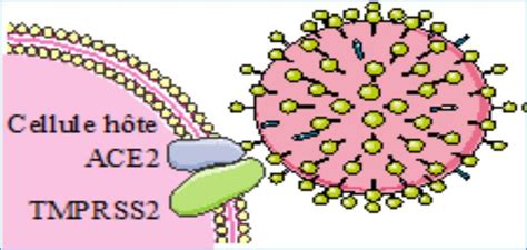 Pénétration du SARS CoV 2 dans la cellule 31 Après fixation à
