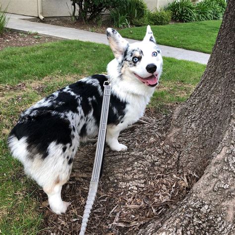 Blue Merle Pembroke Corgis