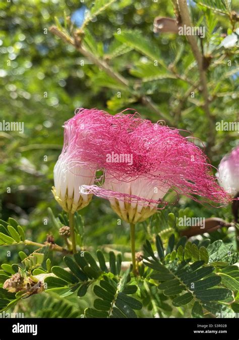 Calliandra Surinamensis Flower Dominican Republic Stock Photo Alamy