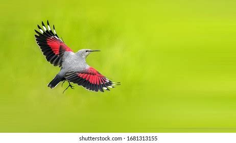 242 Wallcreeper Bird Images, Stock Photos & Vectors | Shutterstock