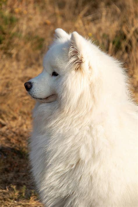 Samoyed Photos, Download The BEST Free Samoyed Stock Photos & HD Images