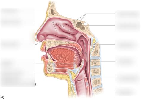 Lab Quiz 5: Throat Anatomy Diagram | Quizlet