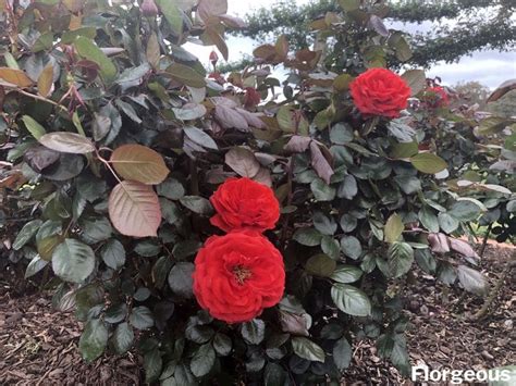 The Different Rose Types: Plant Facts and Images | Florgeous