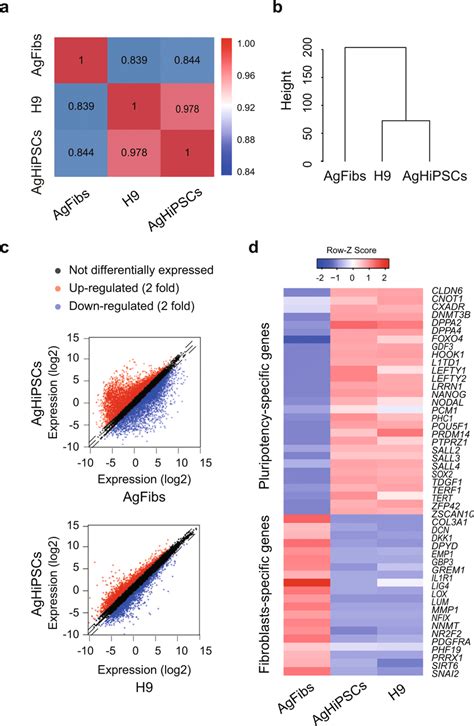 Global Expression Analysis In Human Androgenetic Induced Pluripotent