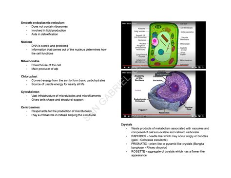 SOLUTION PHARMACEUTICAL BOTANY WITH TAXONOMY Studypool