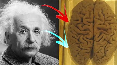 The Man Who Stole Einstein S Brain Youtube