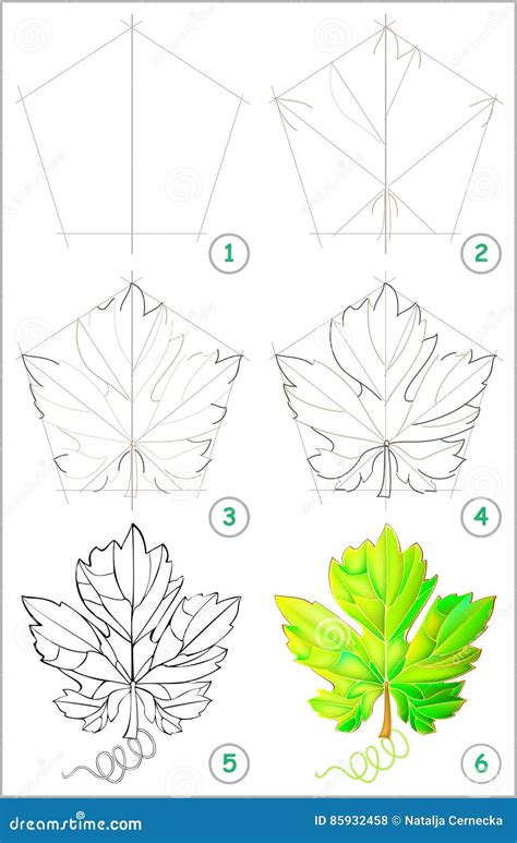 Page Shows How To Learn Step by Step To Draw a Grape Leaf. Stock Vector - Illustration of draw ...