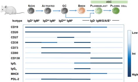 Frontiers Memory B Cells In Multiple Sclerosis Emerging Players In