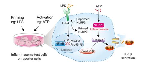 HEK Blue IL 1beta Cells Human IL 1 Beta Reporter Cells