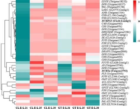 Hierarchical Clustering Of Expression Profiles Of Myb And Genes Of The