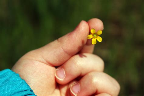 Yellow 5 Petal Small Flower Free Image Peakpx