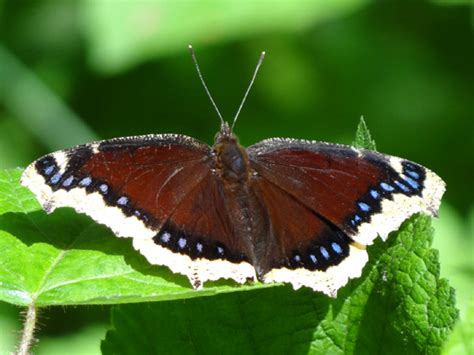 Mourning Cloak Butterfly Nymphalis Antiopa Bugguidenet