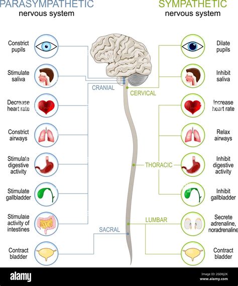 Tabla Sistema Nervioso Simpático Vs Sistema Nervioso Parasimpático