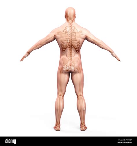 D Render Of Human Body And Skeleton Stock Photo Alamy