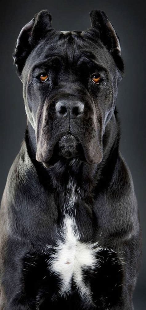 100 Cane Corso Wallpapers