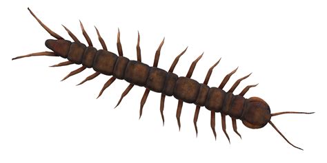 Centipede Isolated On A Transparent Background 24249254 Png