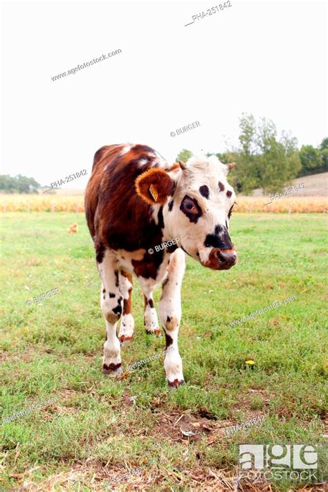 Heifer farming, Stock Photo, Picture And Rights Managed Image. Pic. PHA-251842 | agefotostock