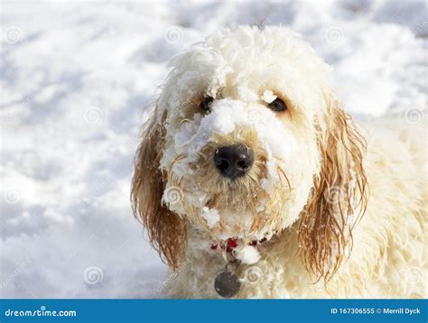 Cream Coloured Labradoodle Puppy With Snow On Its Face Stock Image