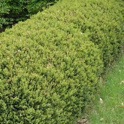 Green Gem Boxwood Platt Hill Nursery