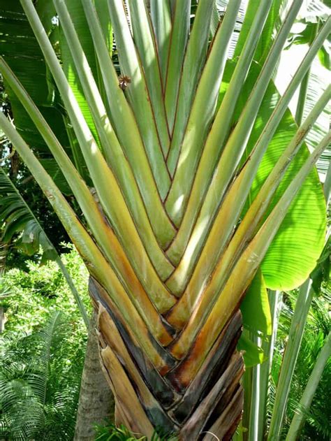 How To Grow Traveler S Palm Easy Way To Garden