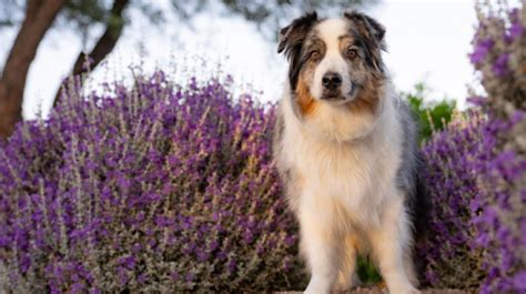 Dog Sneezing: Causes, Symptoms, and Treatment Options - Dogsintl