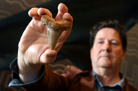 Rare Teeth From Ancient Mega Shark Found On Australia Beach