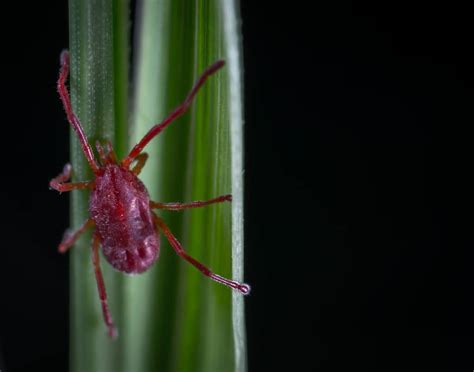 Early Signs Of Spider Mites How I Get Rid Of