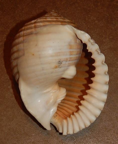 Malea Ringens F 197mm EBay Food Sea Shells Desserts