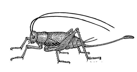 What Are Interesting Facts About Crickets Joy Of Animals