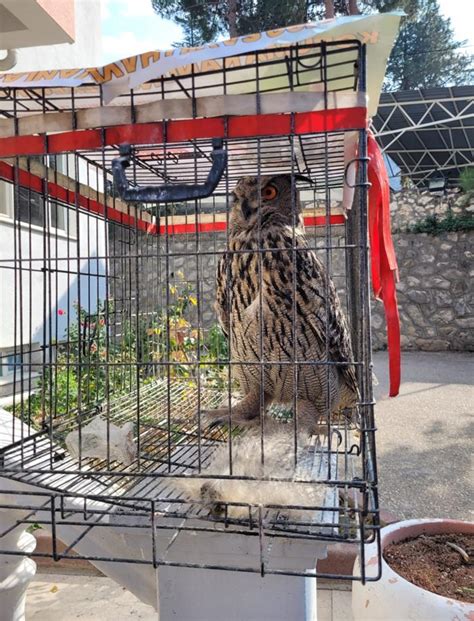 Amasya da tedavisi tamamlanan puhu doğaya bırakıldı