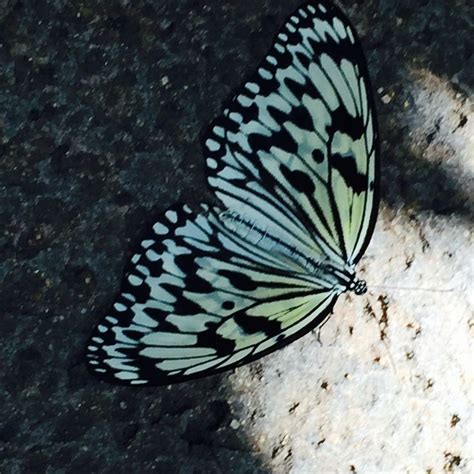 Butterfly Garden at the Museum of Natural History