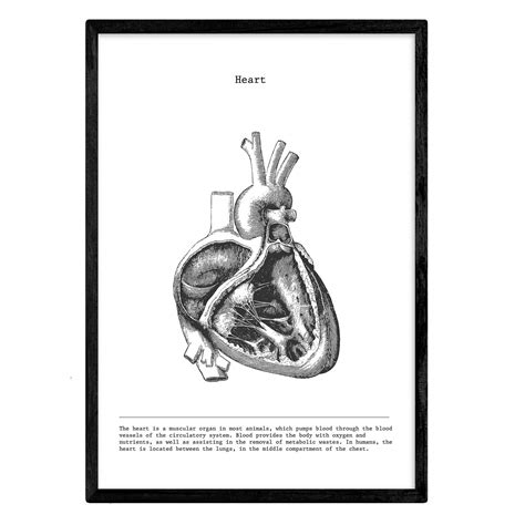 Buy Nacnic Anatomy . Vintage style wall decoration of bisected hearts ...