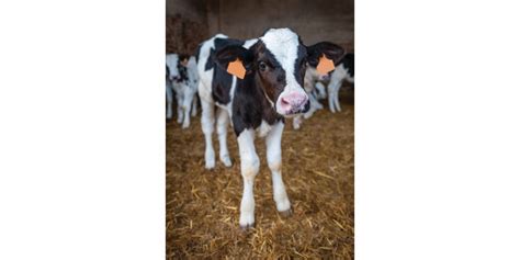 Antibiotic Stewardship Training For Veal Growers Morning Ag Clips