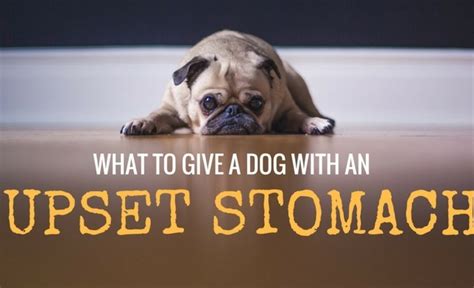 What To Give A Dog With An Upset Stomach: Causes & Home Remedies