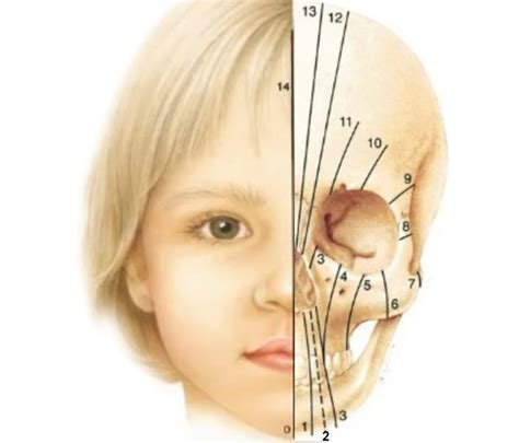 A Case Report Enhancing Tarsal And Muscular Support For Ectropion