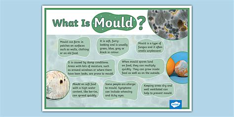 What Is Mould Display Poster Twinkl Ks Teacher Made