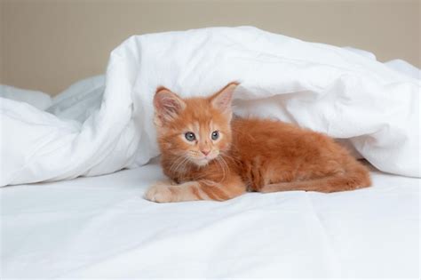 Lindo Gatito Rojo Envuelto En Una Manta Blanca Gatito Maine Coon Foto