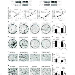 Effects Of FAM83A On The Proliferation Colony Formation And