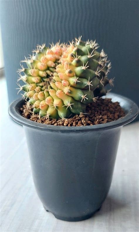 Gymnocalycium Anisitsii Cristata Variegated Furniture Home Living