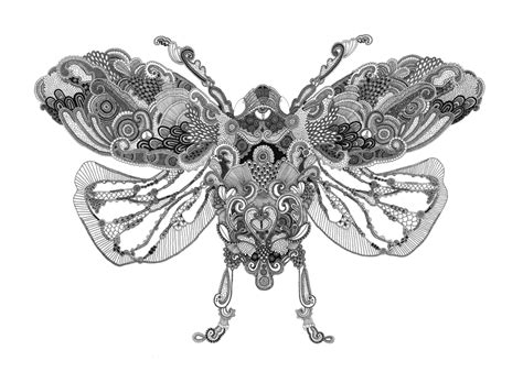 Insects By Rosalind Monks At