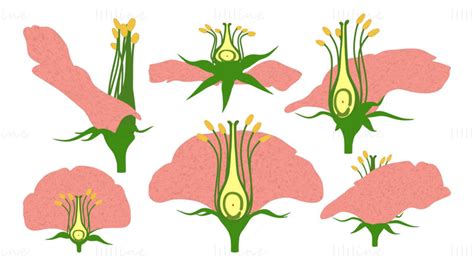 Parts Of A Flower Ovary Stages 3d model