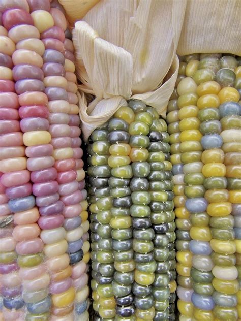 Glass Gem Cherokee Indian Corn 20 Seed Pack The Most Beautiful Etsy Uk Artofit