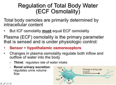 Pathology Fluid And Electrolytes Flashcards Quizlet