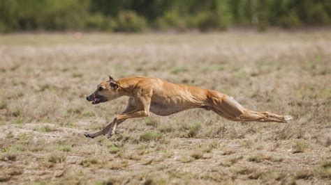 Whippet Carattere Prezzo Dei Cuccioli