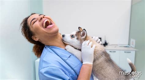 12 cosas que no conoces del Médico Veterinario Mascotas Today